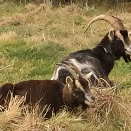Nyaraló Annie's River Retreat Doochary