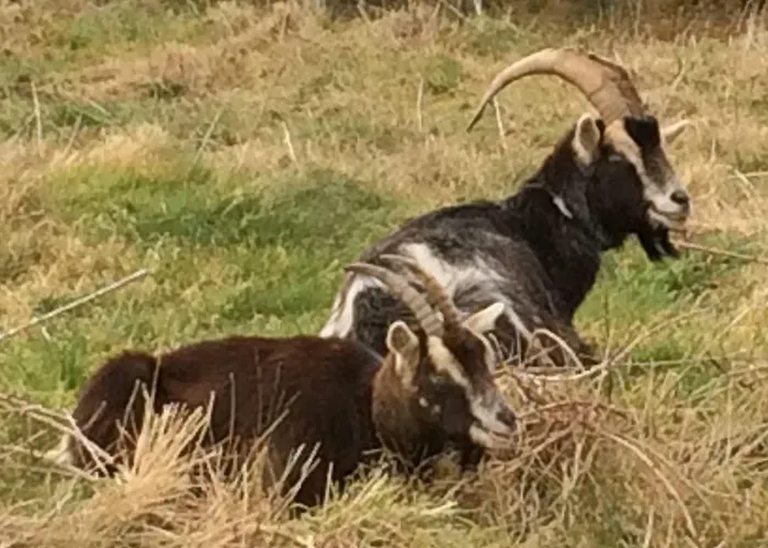 Vakantiehuis Annie's River Retreat Doochary